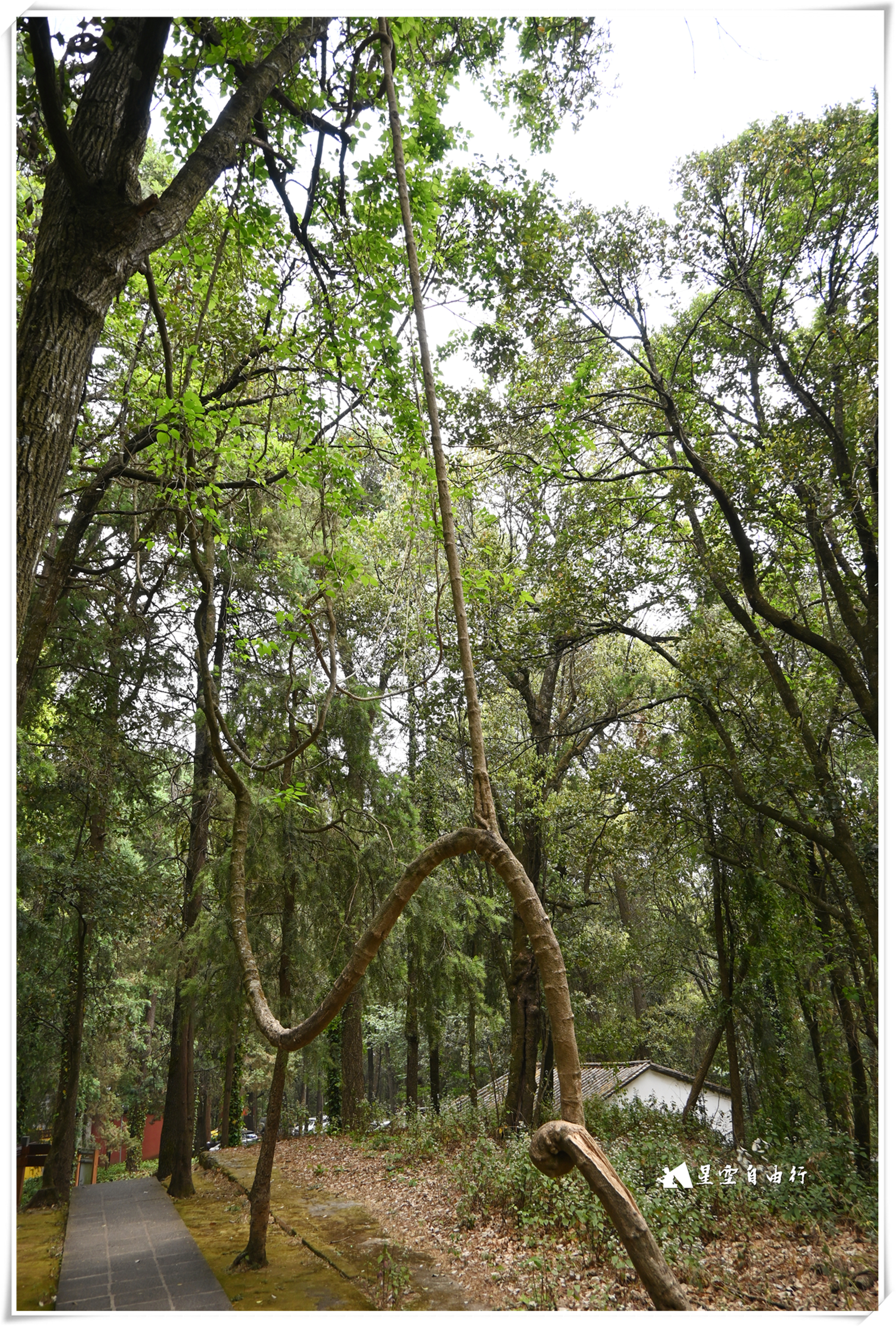 大理的一座极其低调的佛教名山，世界佛教禅宗发源地，鸡足山