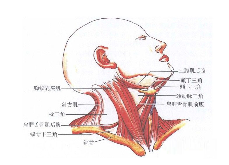 女性脖子痣相图解详细说明,脖子后面有痣代表什么