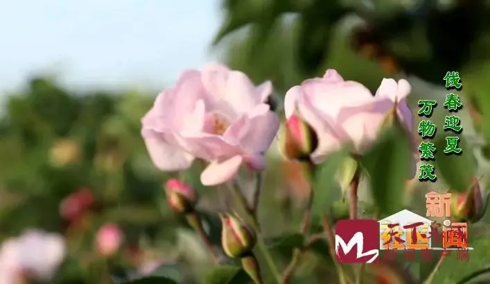 说节气｜立夏：饯春迎夏 万物繁茂