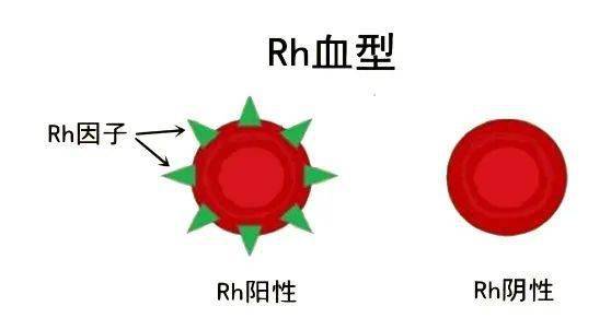 血型有哪些，都有什么样的血型