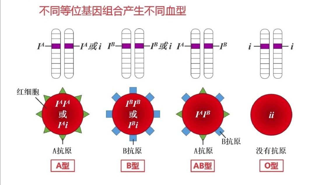 血型有哪些，都有什么样的血型