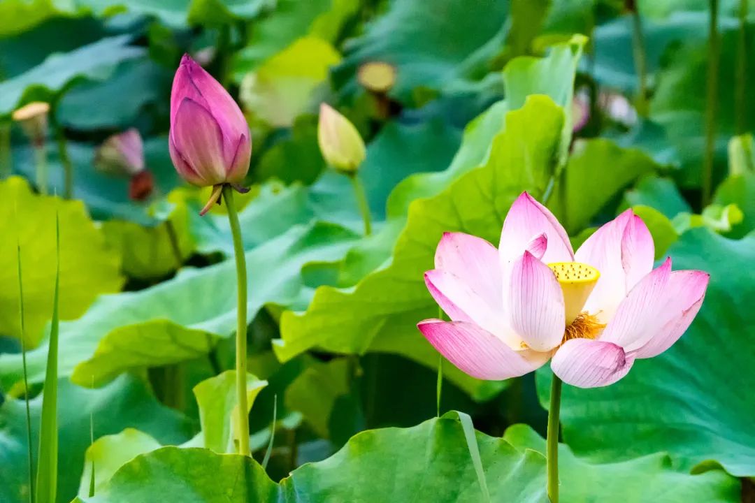 小暑遇伏天，一年中最容易生病的15天！送上9个食谱保平安！