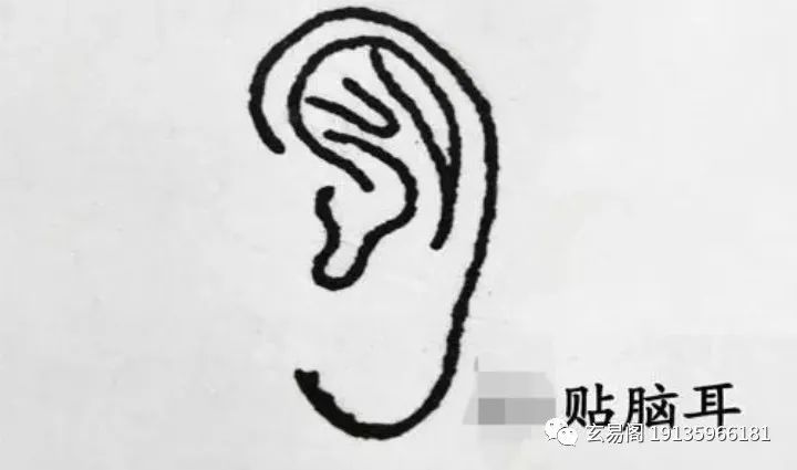 耳相——各种耳朵形状看命运