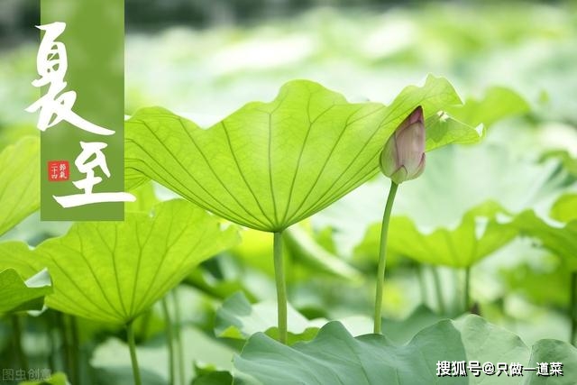 “鹿角解、蝉始鸣、半夏生”，是什么意思？诗人是如何说夏至的？