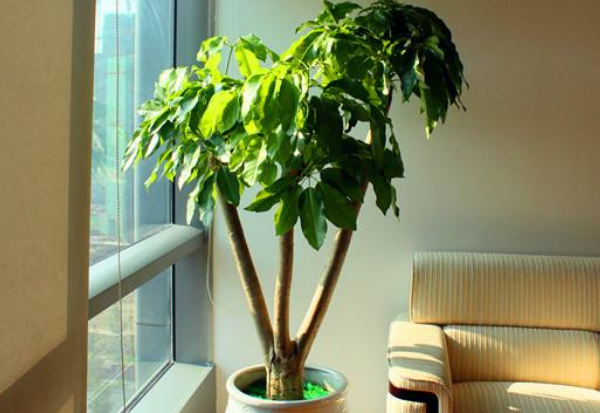 办公室什么植物风水好 办公室植物摆放位置