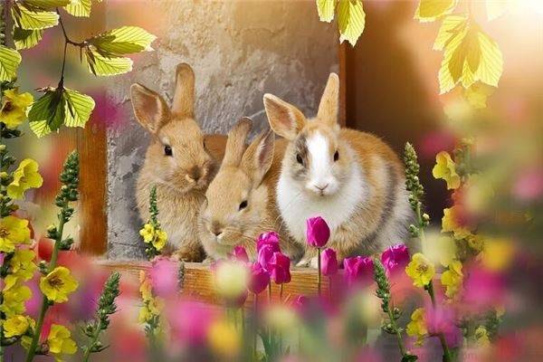 属兔人的全年运势_2021兔人的全年运势_兔年属兔运势